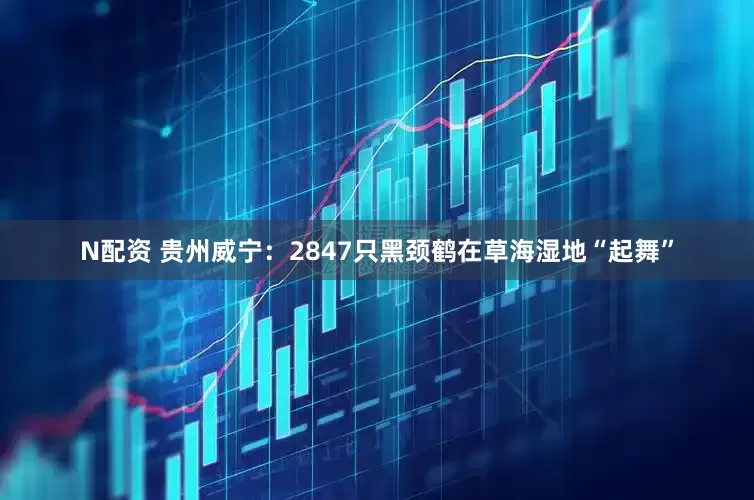 N配资 贵州威宁：2847只黑颈鹤在草海湿地“起舞”